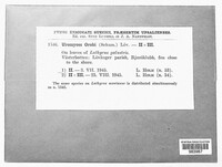 Uromyces orobi image